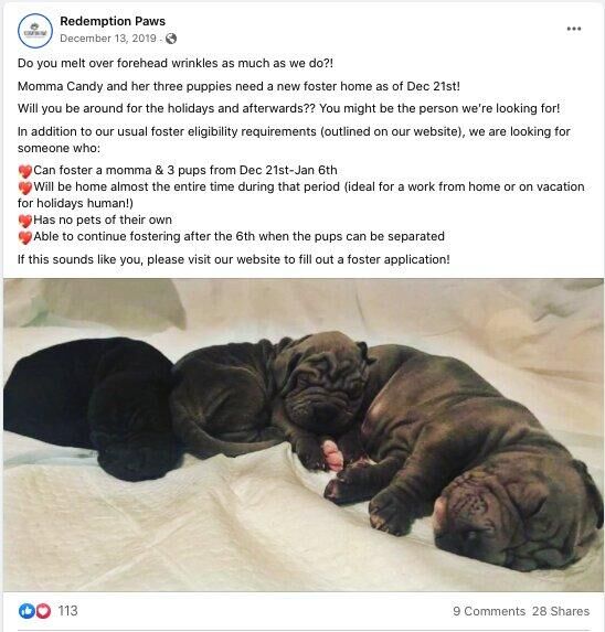 _7_candy_and_puppies_facebook_foster_callout
